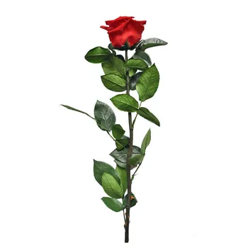 30cm Conservate Floare Trandafir Ghimpată a Crescut Flores Pentru Ziua Îndrăgostiților Cadou de Nunta Casatorie Casa Decor Petrecere